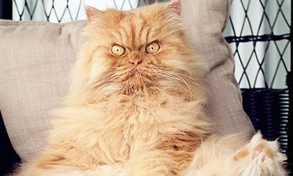 Vẻ đẹp 'kinh hoàng' của con mèo giận dữ nhất thế giới
