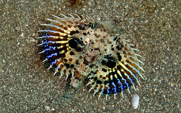 Hình ảnh tuyệt đẹp của những động vật dưới biển 1