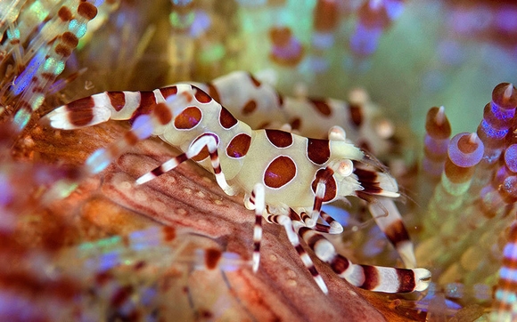 Hình ảnh tuyệt đẹp của những động vật dưới biển 9