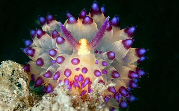 Hình ảnh tuyệt đẹp của những động vật dưới biển 7