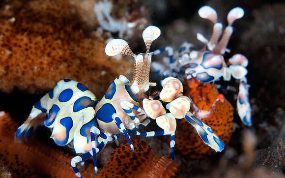 Hình ảnh tuyệt đẹp của những động vật dưới biển 16