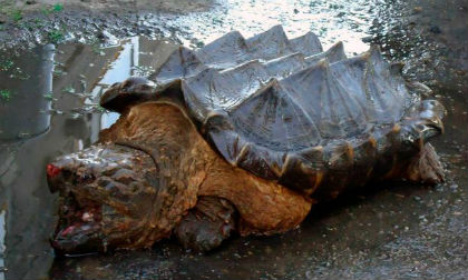 Phát hiện loài rùa lạ có 'gai' ở mai