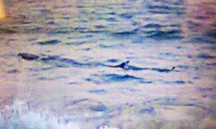 Cá lạ khổng lồ bơi dọc biển Tuy Hòa, cảnh báo nguy hiểm