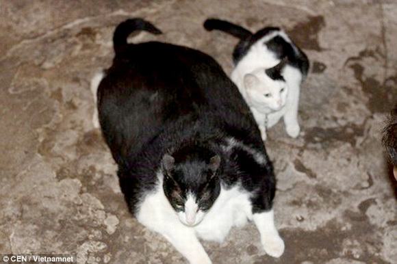 mèo lớn nhất thế giới 0