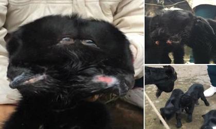 Chú cừu đen có 2 khuôn mặt kỳ lạ