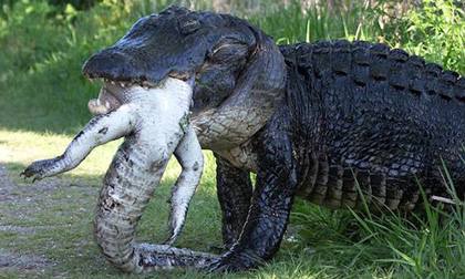 Khoảnh khắc cá sấu dài gần 4m khổng lồ ăn thịt đồng loại