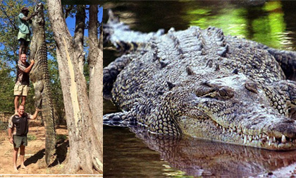 Cá sấu khổng lồ dài bằng 3 người đàn ông trưởng thành