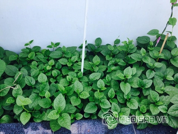Việt Trinh trồng rau sạch  11