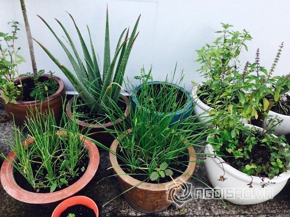 Việt Trinh trồng rau sạch  5