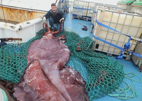 Cận cảnh quái vật mực dài 35m nặng 350kg 