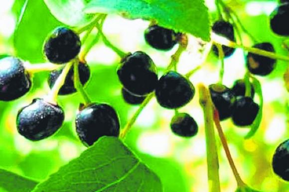Bí quyết trẻ lâu nhờ thực phẩm