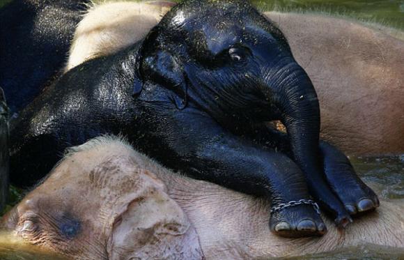 Voi đen được sinh ra bởi gia đình voi trắng quý hiếm