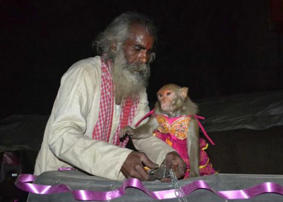 Đám cưới linh đình của cô dâu chú rể khỉ