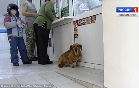 Chú chó đến bệnh viện chờ người chủ đã mất liên tục 1 năm