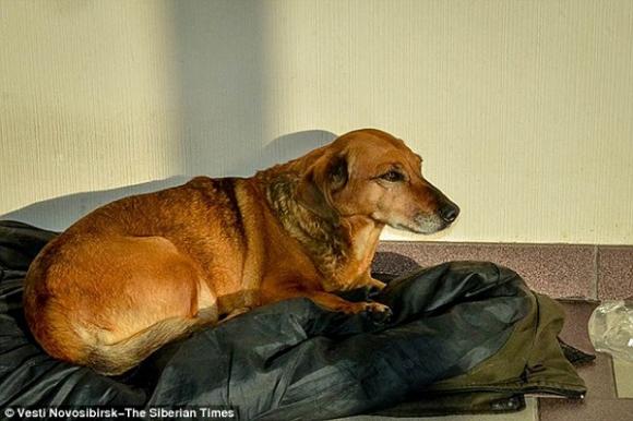 Chú chó đến bệnh viện chờ người chủ đã mất liên tục 1 năm