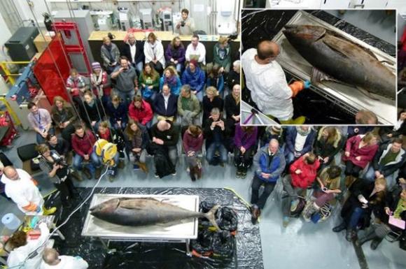 Cá ngừ ‘khủng’ 135kg trôi dạt vào bờ biển Anh