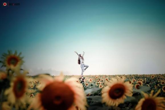 Thiếu nữ xứ Nghệ bay giữa cánh đồng hoa hướng dương