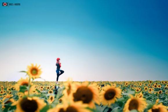 Thiếu nữ xứ Nghệ bay giữa cánh đồng hoa hướng dương