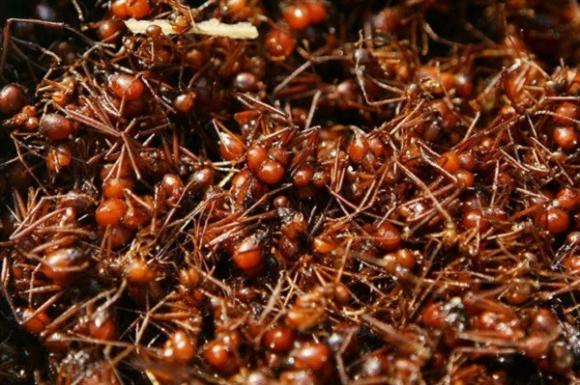 Những con kiến đạn cắn đau nhất thế giới