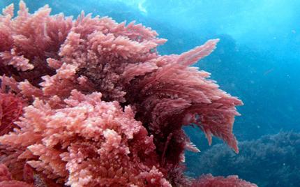 Tảo đỏ: Cải thiện khả năng chăn gối với loài rau quý từ đại dương 1