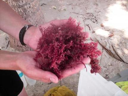 Tảo đỏ: Cải thiện khả năng chăn gối với loài rau quý từ đại dương 2
