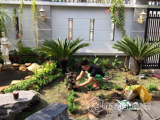 Cao Thái Sơn sửa vườn đón Tết  11a