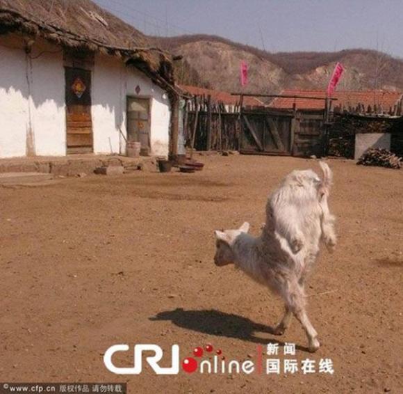 TẾTNhững chú dê có khả năng kỳ lạ