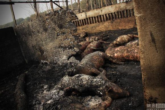 300 chú lợn bị chết cháy vì pháo hoa  0