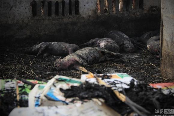 300 chú lợn bị chết cháy vì pháo hoa  2