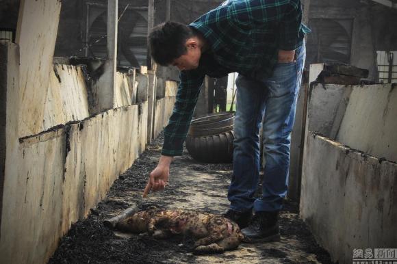 300 chú lợn bị chết cháy vì pháo hoa  3