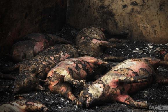 300 chú lợn bị chết cháy vì pháo hoa  4