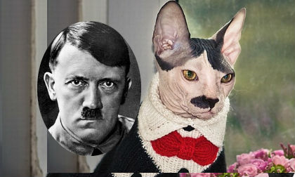 Chú mèo trông giống như Hitler