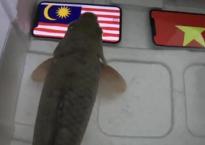 Dự đoán Malaysia thắng chung kết AFF Cup, cá tiên tri nhận cái kết đắng Dự đoán Malaysia thắng chung kết AFF Cup, cá tiên tri nhận cái kết đắng
