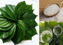Những tác dụng ít ai ngờ tới của lá trầu không Những tác dụng ít ai ngờ tới của lá trầu không