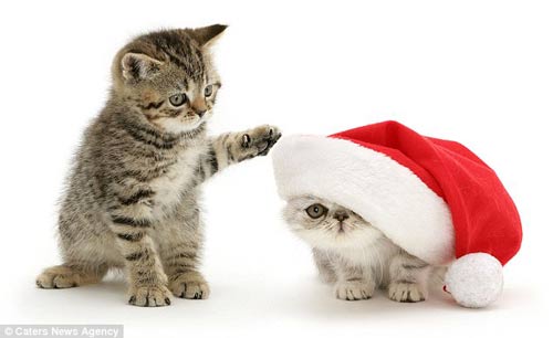 Mèo Noel: Một hình ảnh rất đáng yêu về Mèo Noel đang chuẩn bị mang quà trên đường đi đến nhà của các bé. Nếu bạn yêu thích Mèo Noel và không muốn bỏ lỡ bất kỳ hình ảnh nào về Mèo Noel, hãy xem ngay bức hình ảnh liên quan đến từ khóa này!