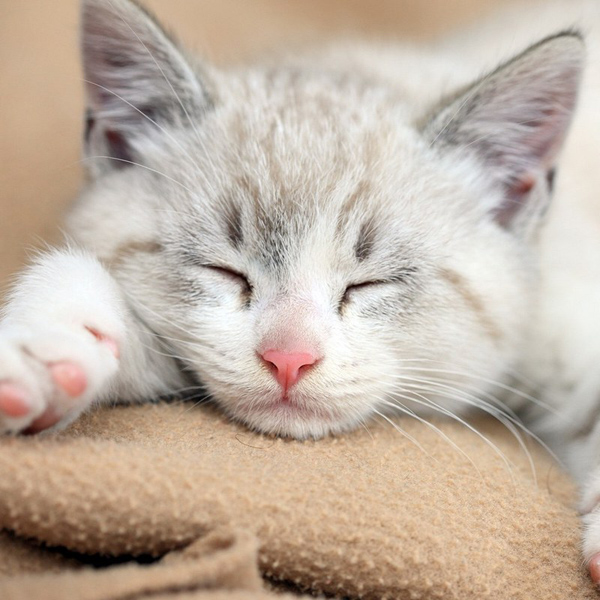 Mèo ngủ nhiều có sao không Các lý do khiến mèo ngủ nhiều