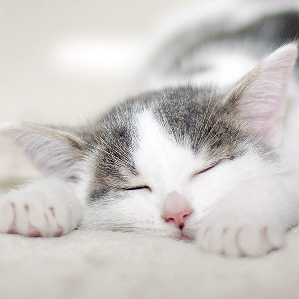 Hình ảnh miễn phí: mèo, vật nuôi, động vật, mèo con, chân dung, giấc ngủ dễ  thương, mèo, kitty