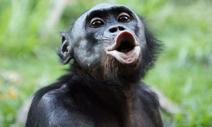 Tự hào giới thiệu những bức ảnh chế khỉ đột chu mỏ hài hước nhất đến từ những người yêu động vật. Những hình ảnh đầy sáng tạo và hài hước sẽ khiến bạn cười đến rách cả bụng!
