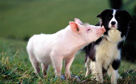 Xem ngay con lợn ôm nhau hài hước trong hình ảnh này, bạn sẽ không thể nhịn được cười! Bộ đôi lợn này thật đáng yêu và ngộ nghĩnh!
