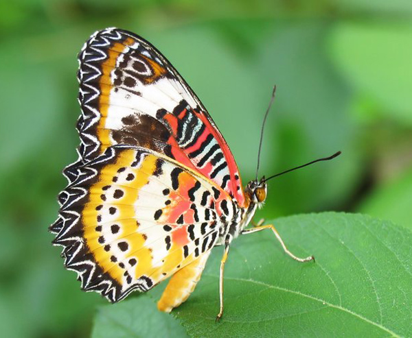 Những hình ảnh con bướm đẹp nhất lung linh sắc màu