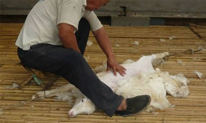Chùm ảnh gây sốc về quy trình sản xuất áo len từ lông cừu