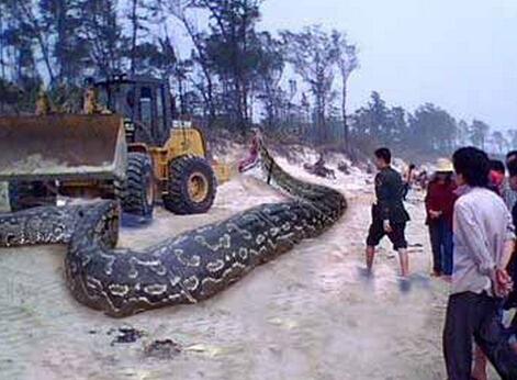 Hốt hoảng vì gặp rắn 'khổng lồ' dài 16 mét