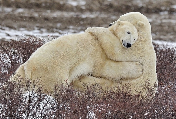 Đắm chìm trong thế giới trắng xóa tuyệt đẹp của băng tuyết cùng những chú gấu bắc cực đáng yêu. Khám phá và tận hưởng hình ảnh gấu bắc cực đầy sống động, tinh tế trên Pixabay ngay hôm nay.