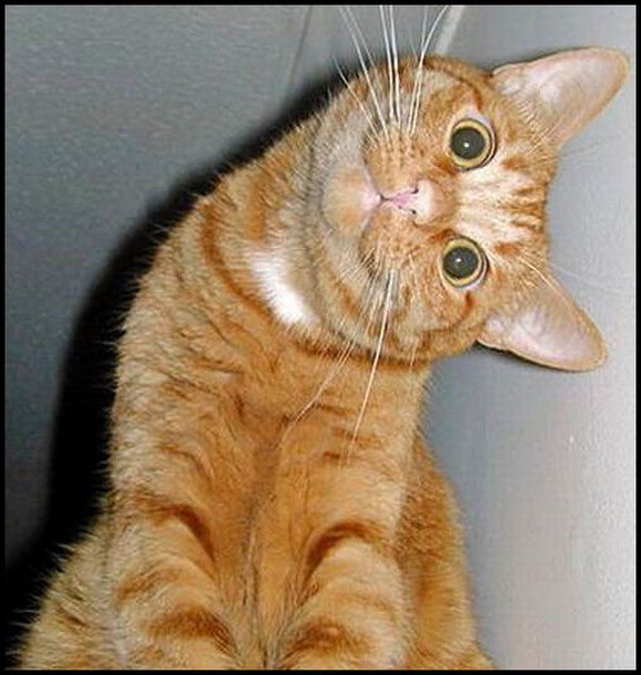 Chú mèo nổi tiếng mạng xã hội với biểu cảm gương mặt... hài hước | Báo Dân  trí