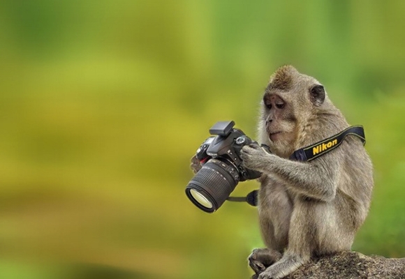 Những hình ảnh hài hước về \'động vật làm nhiếp ảnh gia\'