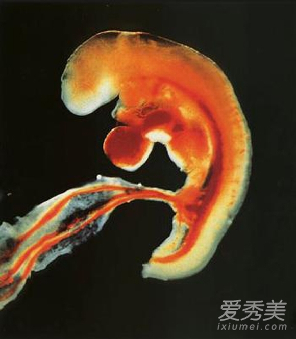 Hình ảnh quá trình hình thành và phát triển thai nhi