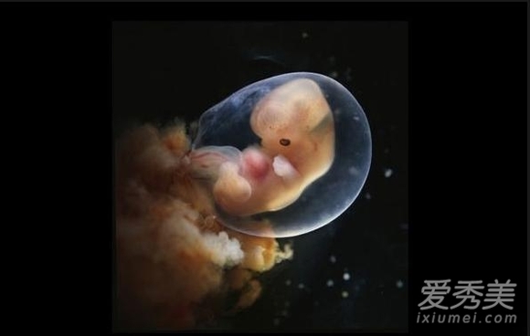 Hình ảnh quá trình hình thành và phát triển thai nhi