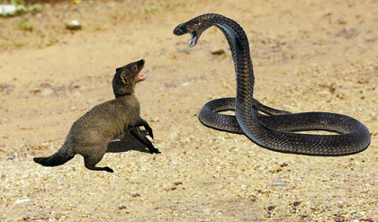 The mongoose and the cobra both perished after a death battle in the ...