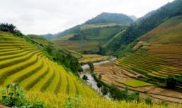 Mù Cang Chải tuyệt đẹp mùa lúa chín!