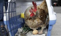 Gà cũng bị 'gay'